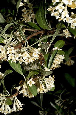 Elaeagnus umbellata flowers
